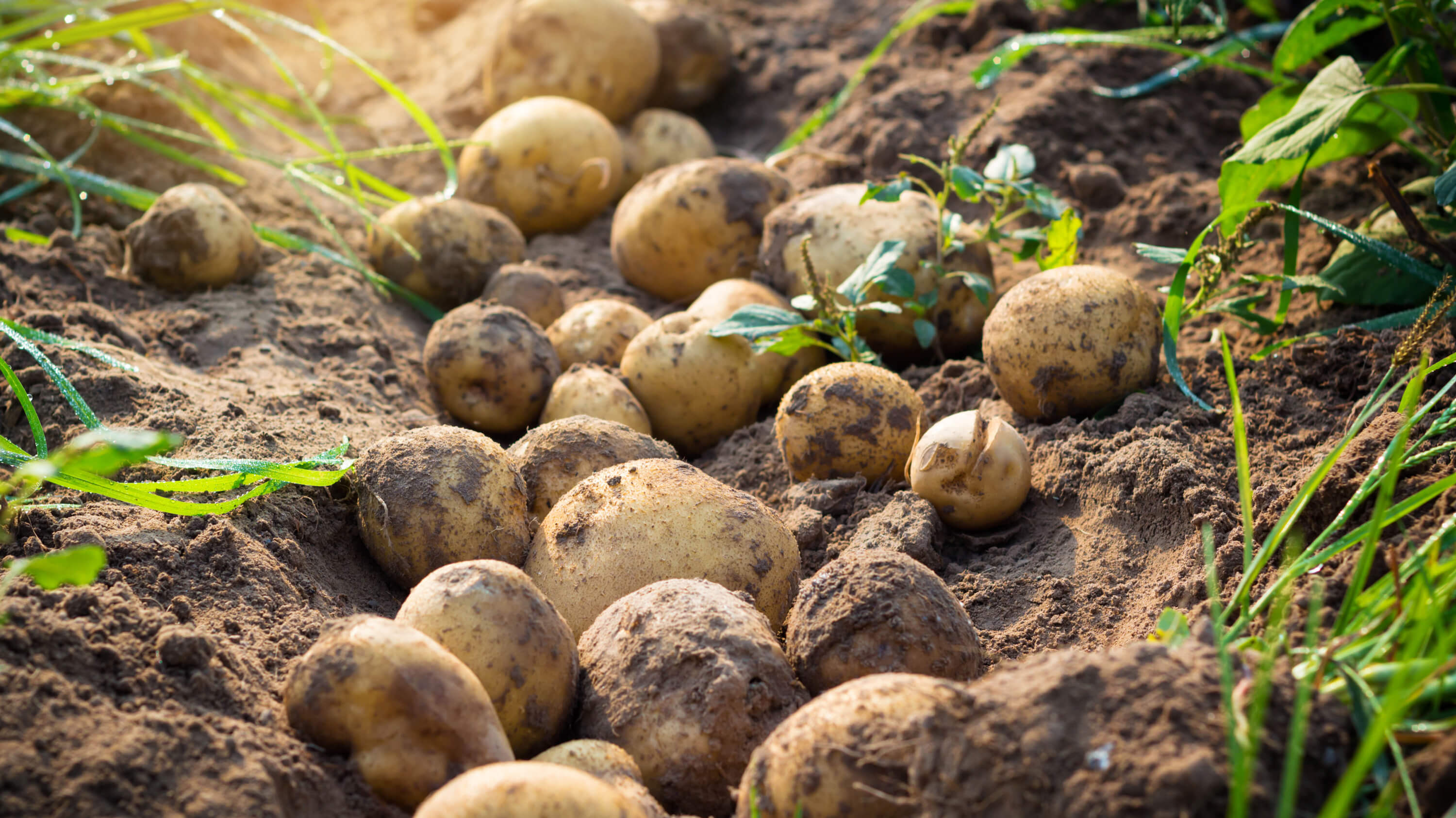 vad-vet-du-om-potatis.jpg