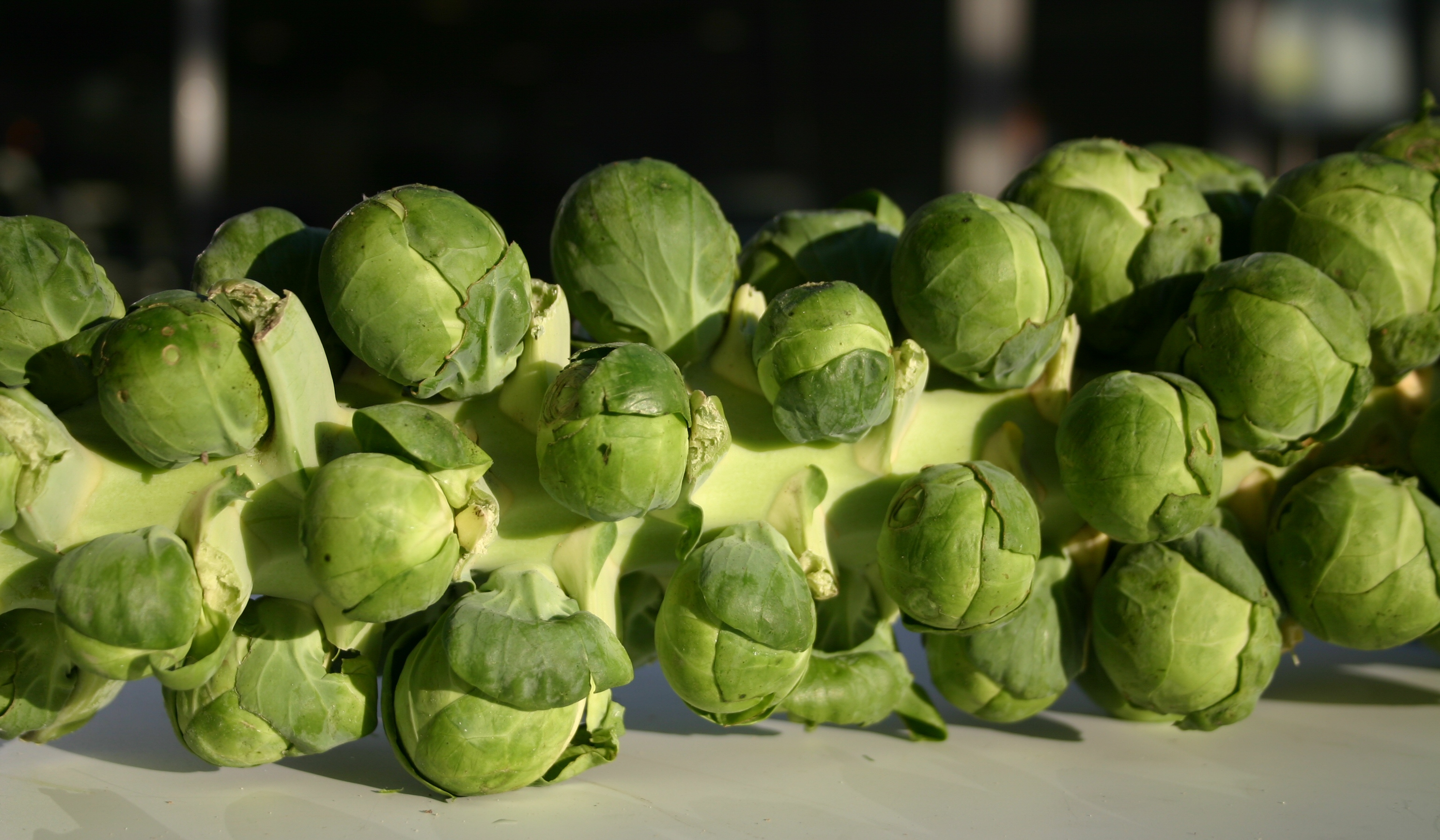Rosenkaal _Brussel _sprouts