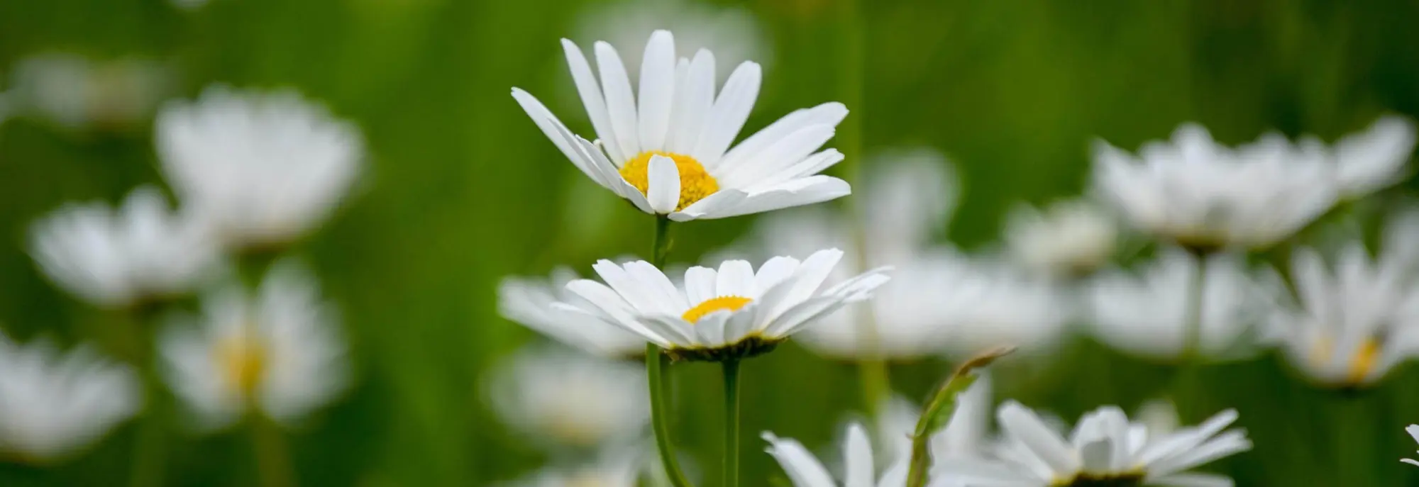 NW Inspiration Midsommar