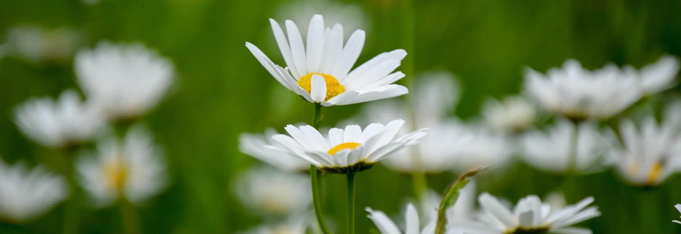 NW Inspiration Midsommar