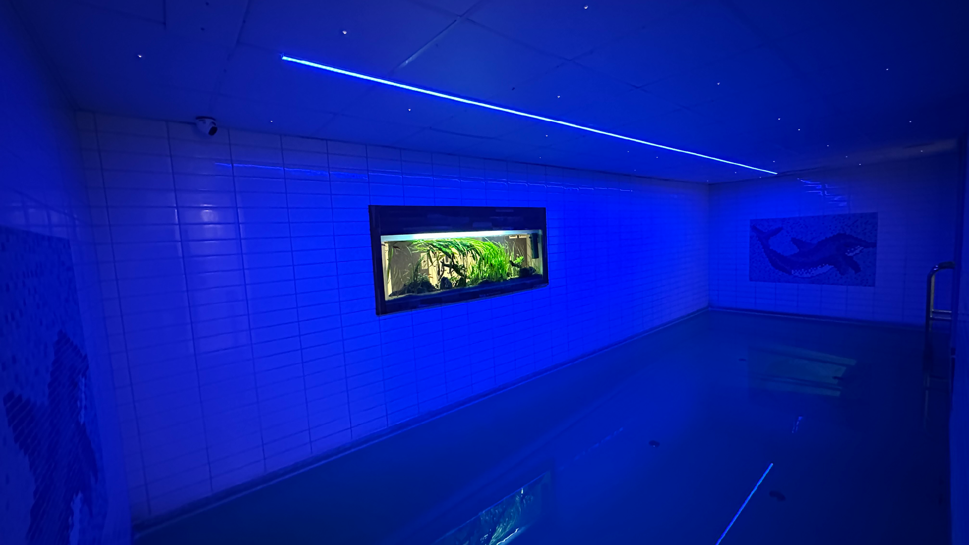 Frölunda Kontrabas 03